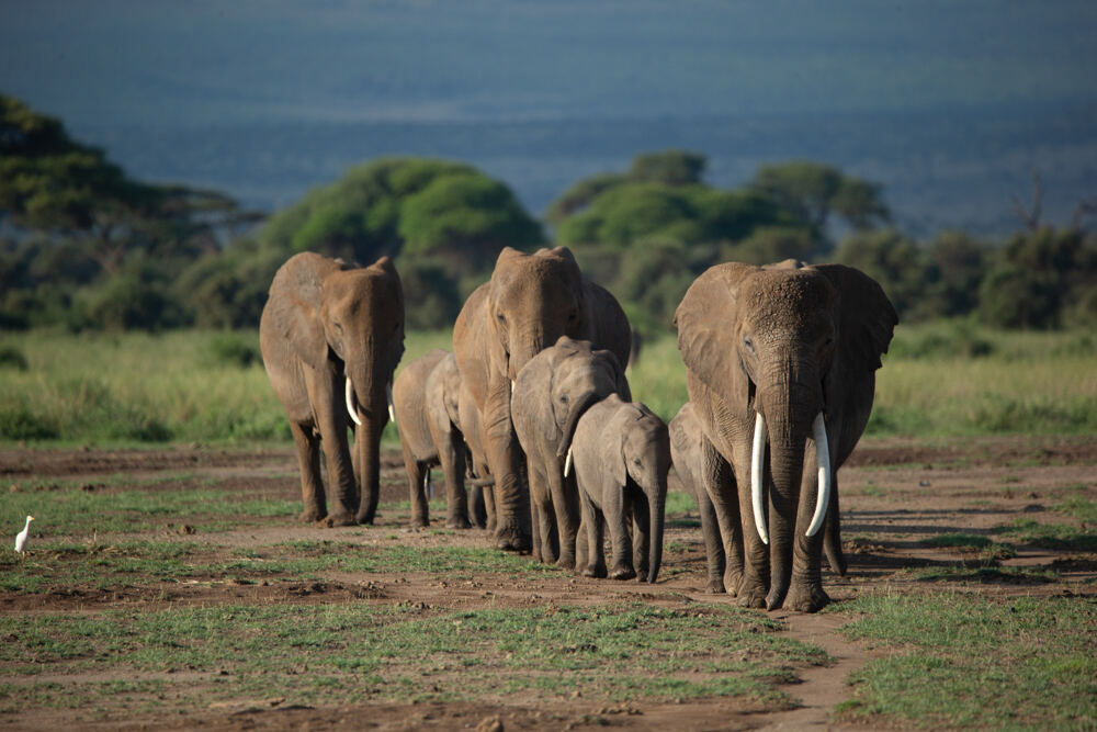 Elephant herd on safari