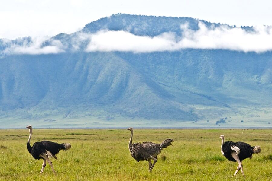 Ostriches on the plains below the mountains