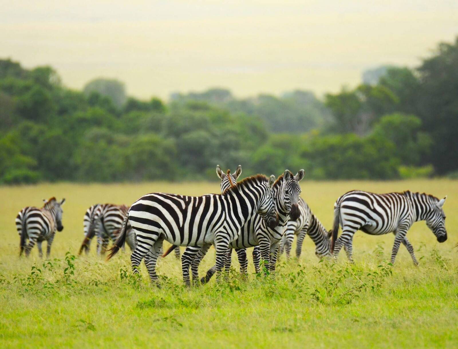Zebras grazing on the plains