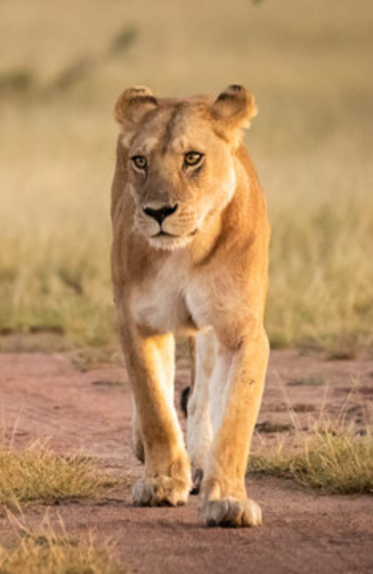 10 Incredible Safari Destinations You Must Explore in Africa