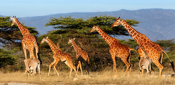 Samburu-National-Reserve-1